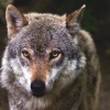 Loup, entre fascination et inquiétude