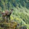 Observer des chamois dans le Massif des Vosges
