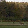 Conseils : Où écouter le brame du cerf en Ardenne ?