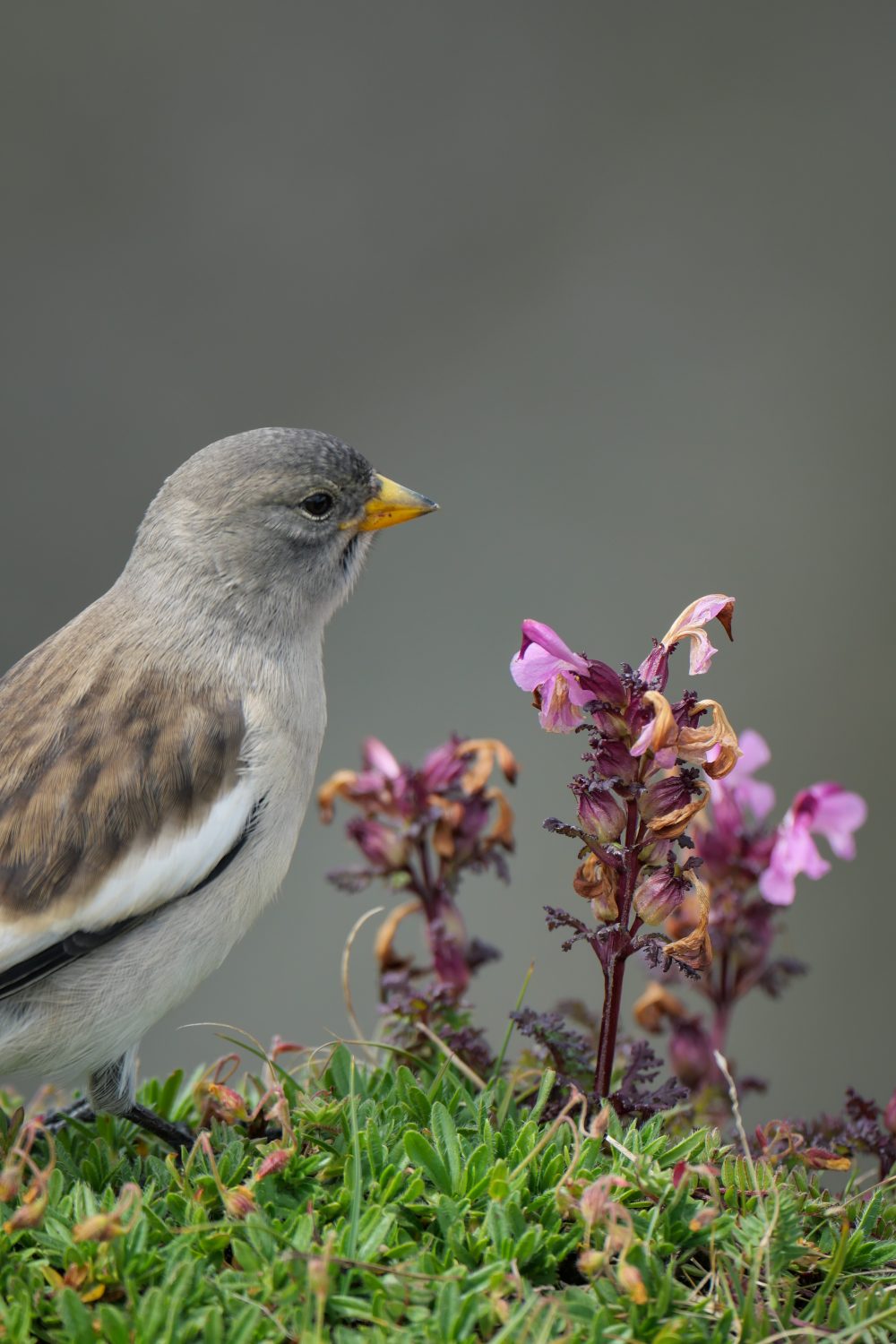 PESTOTO Togel: Bandar Togel Online Cerdas Dengan Fitur AI Result Dan Bonus Elite