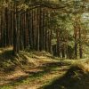 Pourquoi j’aime randonner en Ardenne green leafed trees