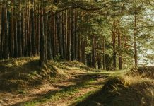 Pourquoi j’aime randonner en Ardenne green leafed trees